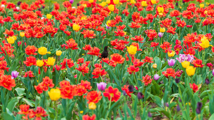 Blackbird in the middle of a tulip field