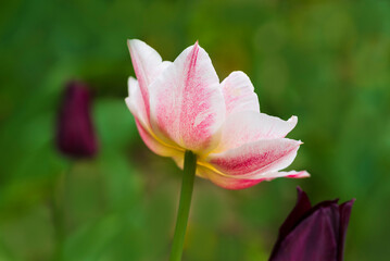 Pink and white tulip flowers on blurred green and red background, with selective focus, opened as a disk