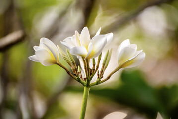 Obraz na płótnie Canvas White plumaria flowers