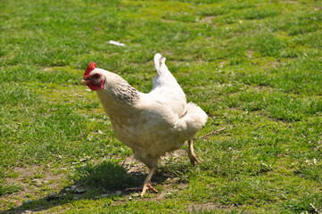 Chickens graze on the green lawn