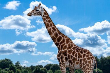 Obraz premium The giraffe is a tall African hoofed mammal belonging to the genus Giraffa.It is the tallest living terrestrial animal on Earth.The giraffe's chief characteristics are its extremely long neck and legs