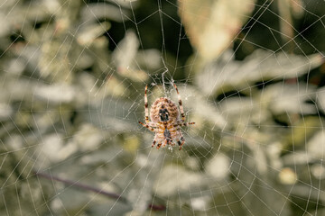 Close-up of a Spider on the web