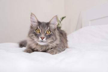 Fototapeta na wymiar A cute gray cat lies at home in a cozy bed.
