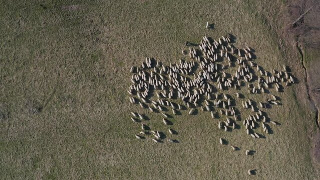 Owce i pasterstwo - ujęcia statyczne i z drona 
Sheep from dron 
