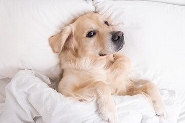 Cute dog sleeping under a white blanket. Golden Retriever lies and rests in a cozy bed.