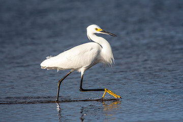 Snowy Egret
