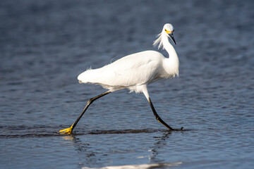 Snowy Egret walking