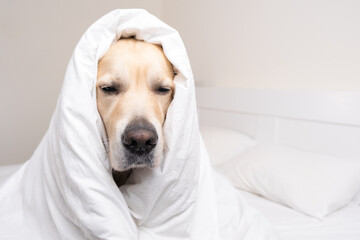 A cute dog lies under a white blanket. Golden Retriever sitting in bed in the morning. The concept of pets living like people.