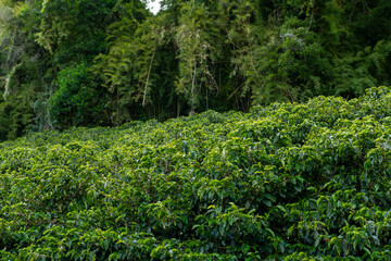 Obraz premium An organic coffee farm in the mountains of Panama, with red coffee cherries ready for harvest, Chiriqui highlands, Panama