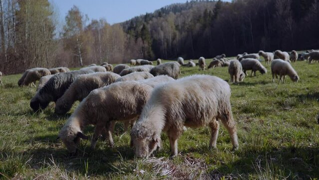 Owce i pasterstwo - ujęcia statyczne i z drona 
Sheep from dron 