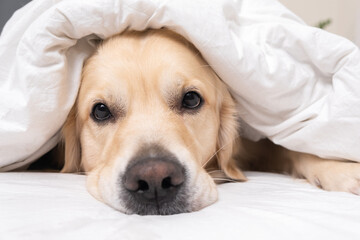 A cute dog lies under a white blanket. Golden Retriever sitting in bed in the morning. The concept...