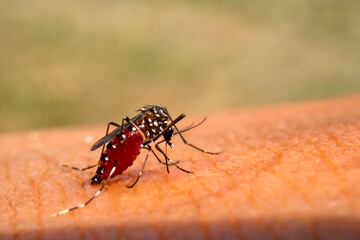 Macro Aedes aegypti Mosquitoe bite and feeding blood on wrinkle skin.Aedes mosquitoes bring dengue disease.Mosquitoe sucking blood.photo by select focus.