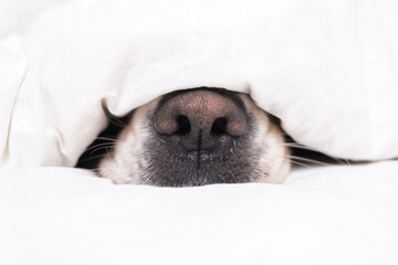 the nose of the dog out from under the blankets. golden retriever sleeping on a white bed