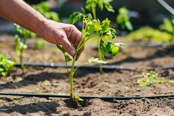farmer planting tomato seedlings in the vegetable garden