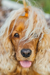 Fototapeta premium red english cocker spaniel dog portrait with hairstyle