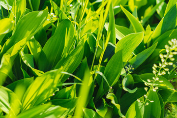 green grass in a sunny meadow. background