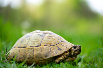 turtle on the grass