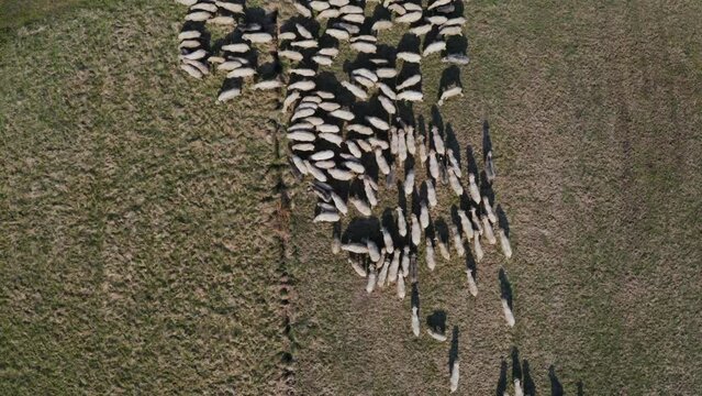 Owce i pasterstwo - ujęcia statyczne i z drona 
Sheep from dron 