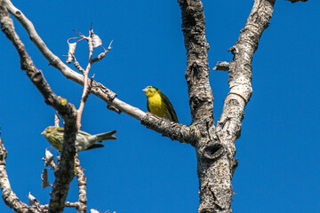 European Serin perched on a tree branch