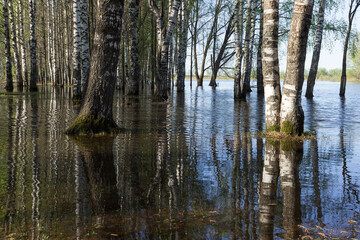 Birch grove on the banks of the river during high water in early spring.