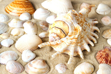 Seashells of different shapes and colors on the sand