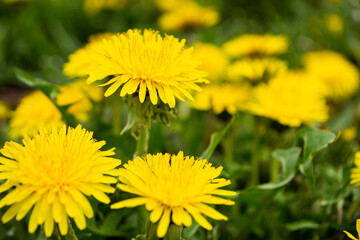 yellow dandelion flower