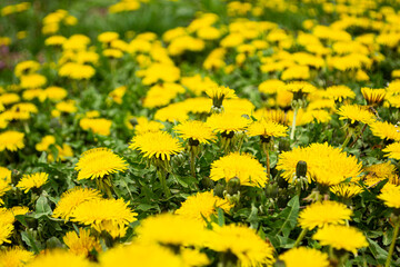 field of yellow dandelions