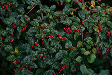 Ripe fruits of Cotoneaster nitens on a branch - 501715531