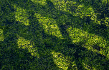 Green algae on the water - 501715533