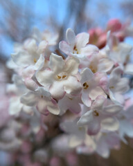 Viburnum bodnantense blooms in spring in the garden - 501715534