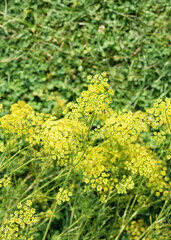 Fennel flowers in the garden - 501715535