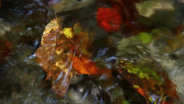 Water stream, river, small, autumn time.