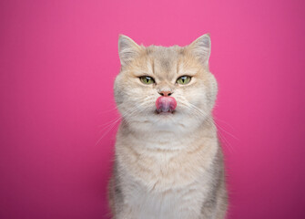 hungry cat licking lips portrait on pink background