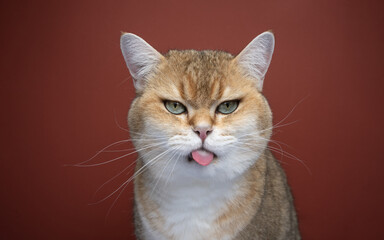 naughty cat sticking out tongue making funny face looking angry