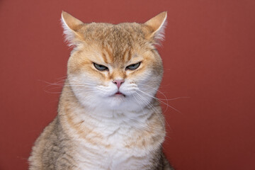 angry british shorthair cat looking displeased folding back ears - obrazy, fototapety, plakaty