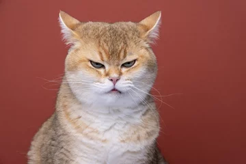 Fotobehang angry british shorthair cat looking displeased folding back ears © FurryFritz