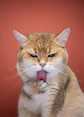 british shorthair cat grooming licking paw - obrazy, fototapety, plakaty
