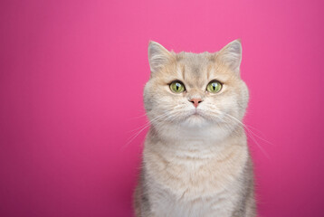 british shorthair cat portrait on pink background with copy space