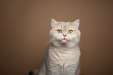 naughty cat sticking out tongue on brown background with copy space