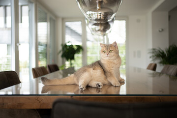 british shorthair cat resting on dining table in modern home interior