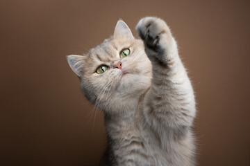 playful green eyed fluffy british shorthair cat raising paw