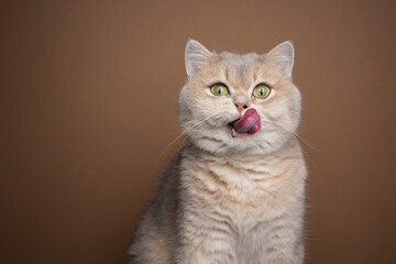 hungry british shorthair cat licking lips portrait with copy space