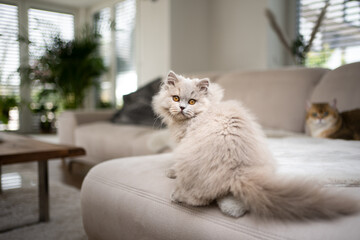 cute fluffy cat sitting on sofa in modern living room looking back over shoulder