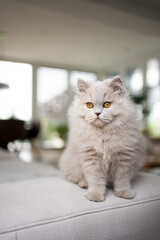 cute fluffy british longhair cat sitting on couch in modern living room