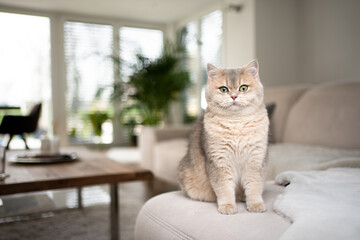 fluffy british shorthair cat sitting on sofa in modern living room