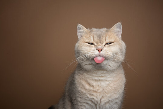 naughty cat sticking out tongue on brown background with copy space