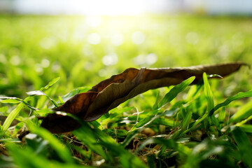 Closeup of dry leaves on grass with sunlight