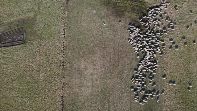 Owce i pasterstwo - ujęcia statyczne i z drona 
Sheep from dron 