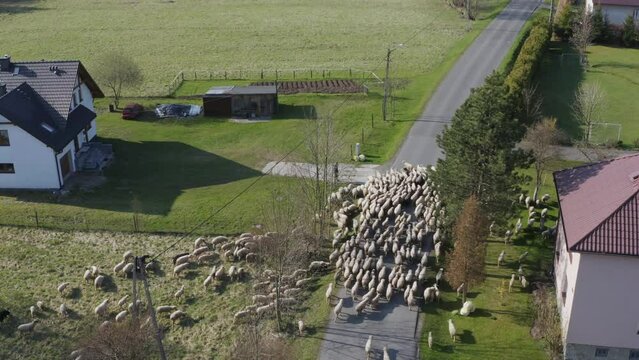 Owce i pasterstwo - ujęcia statyczne i z drona 
Sheep from dron 