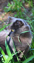 Cat of the Chartreuse breed or a Cartesian cat on a walk in the spring morning 